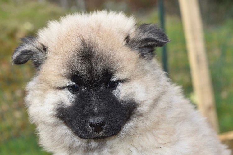 Собака с черной мордой