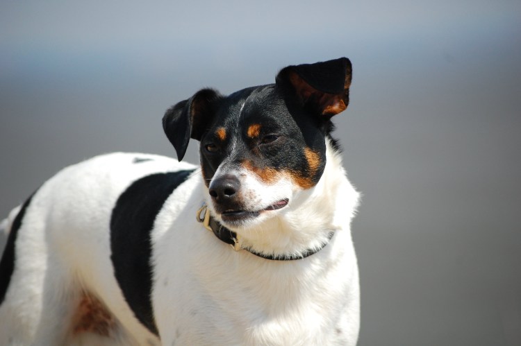 Джек Рассел терьер гладкошерстный черный