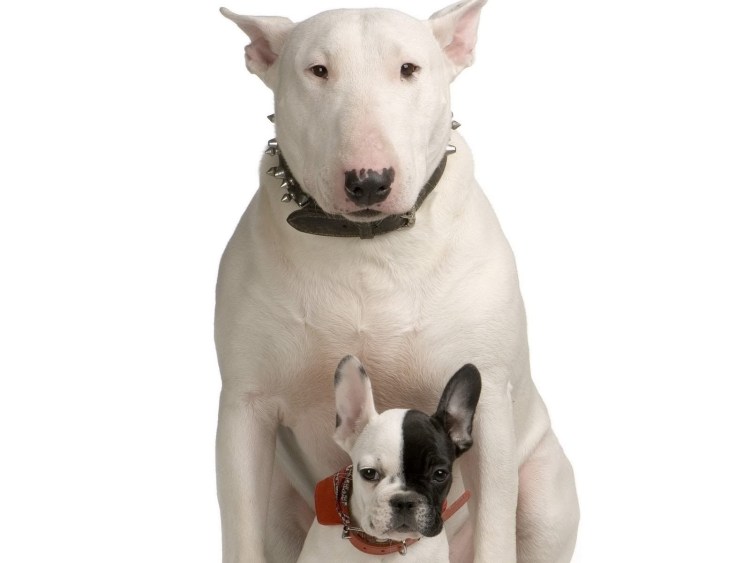 Бультерьер снап