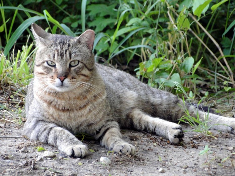 Кавказский камышовый кот