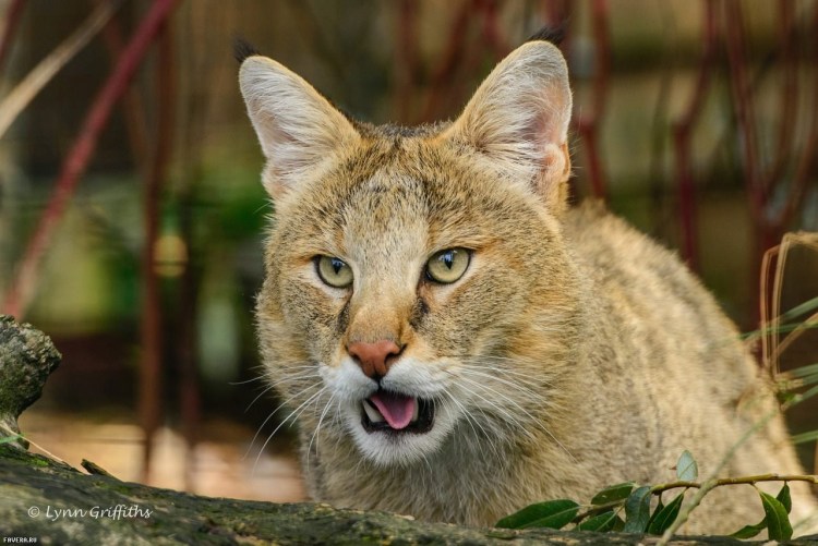 Кавказский камышовый кот