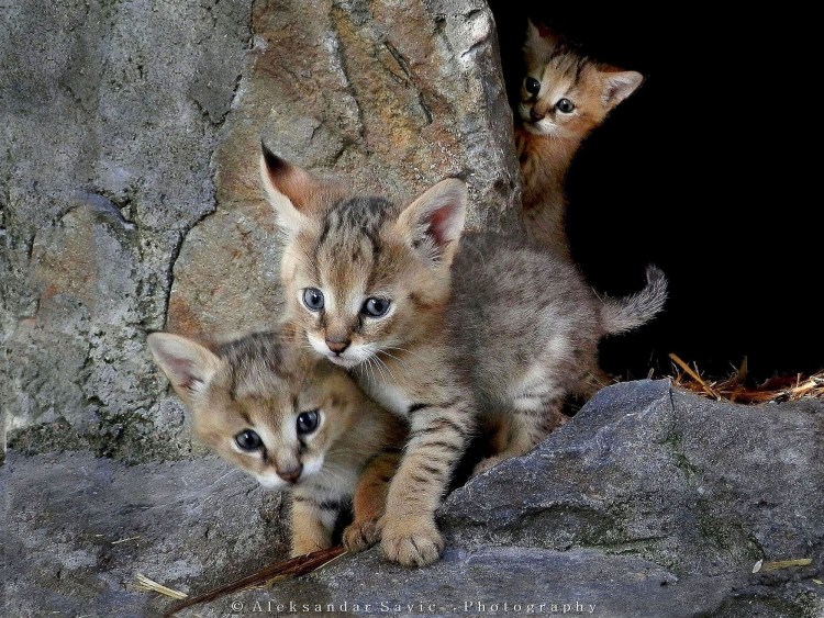 Камышовый кот убийца