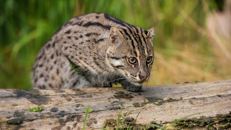 Сибирский камышовый кот