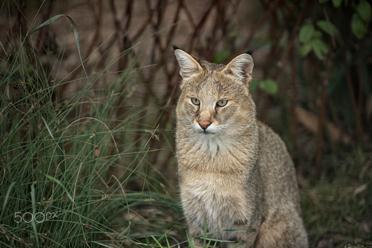 Камышовый кот Ставропольского края