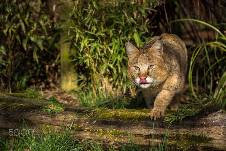 Камышовый кот полосатый