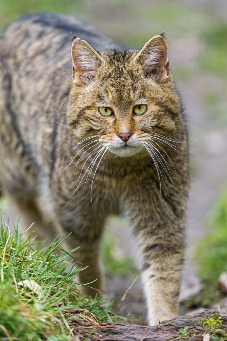 Лесной камышовый кот