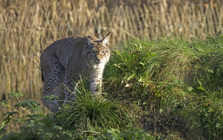 Камышовый кот Астраханской области