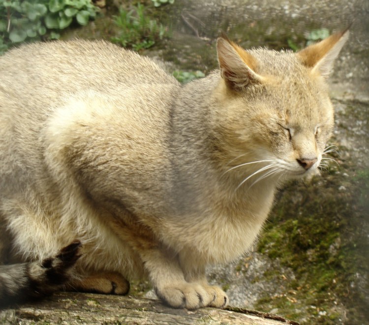 Камышовый кот Хаус Болотная Рысь