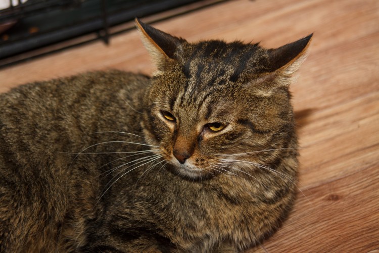 Табби камышовый