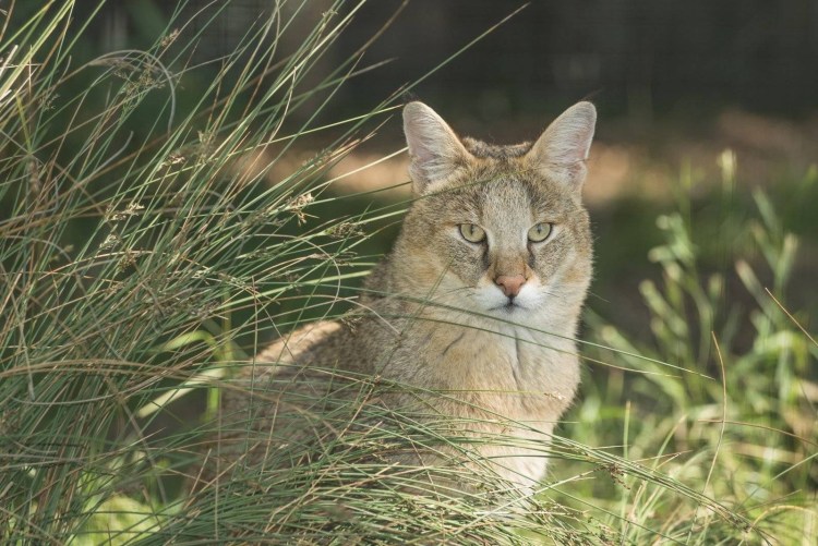 Камышовая кошка Хаус