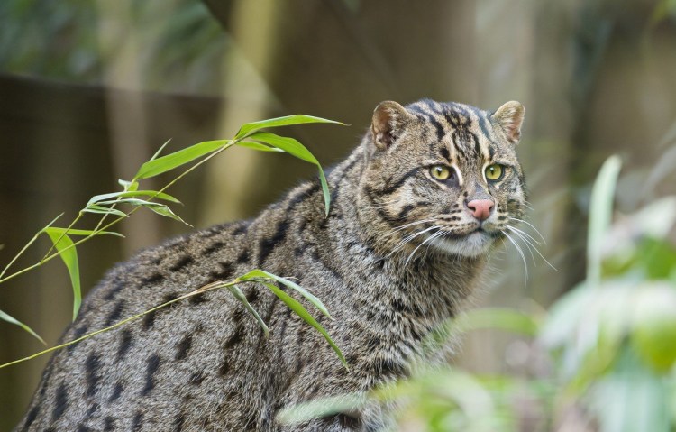 Камышовый кот