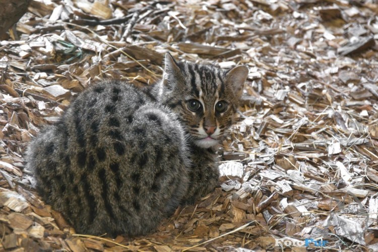 Камышовый кот (Болотная Рысь)