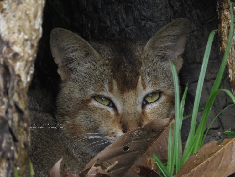 Камышовый кот рыболов