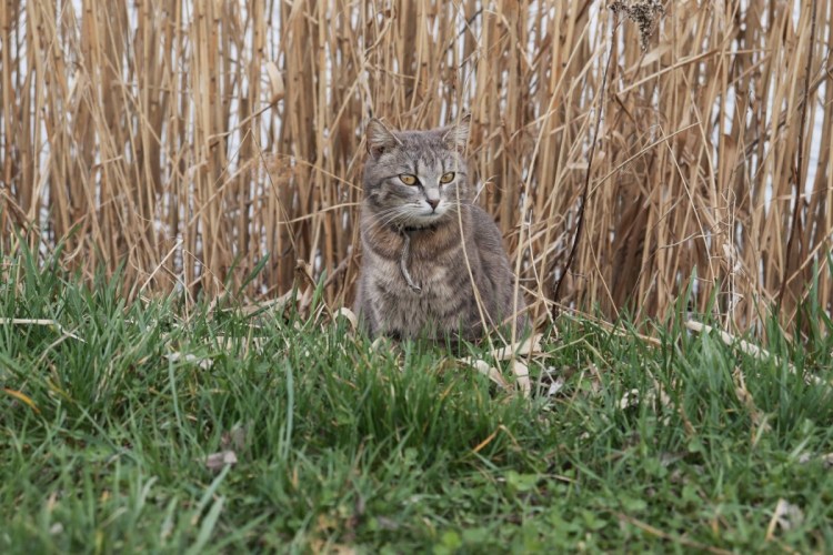 Камышовый кот Вульф