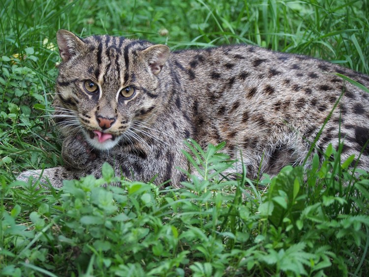 Камышовый кот Felis Chaus