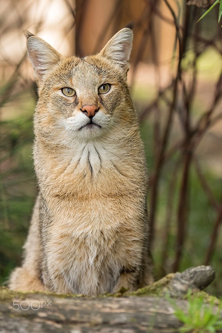 Камышовый кот котята