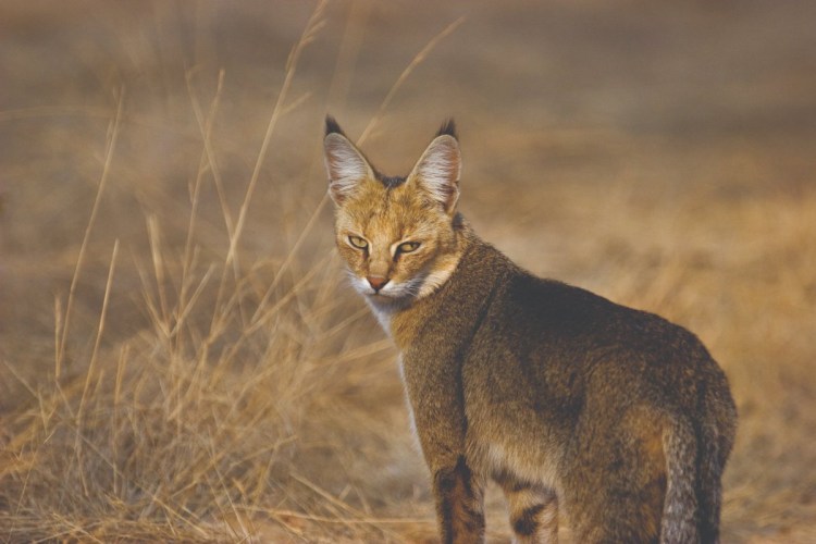 Камышовая кошка домашняя