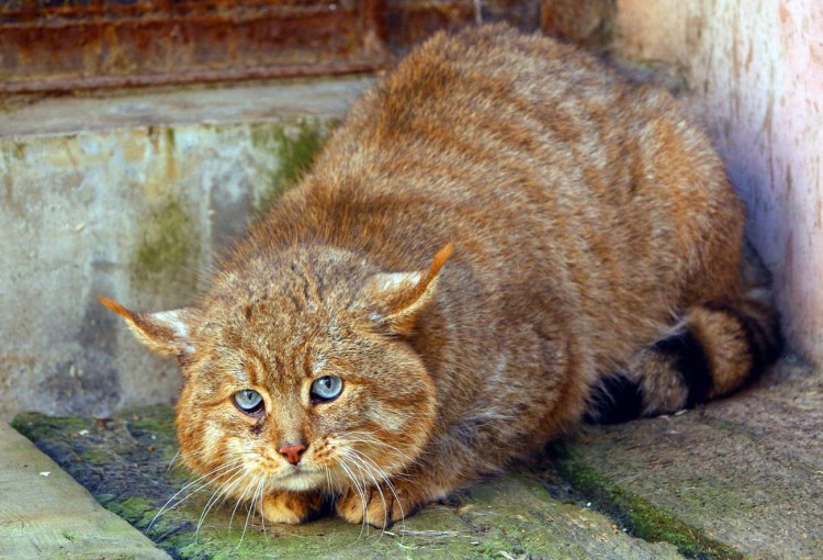 Камышовый кот