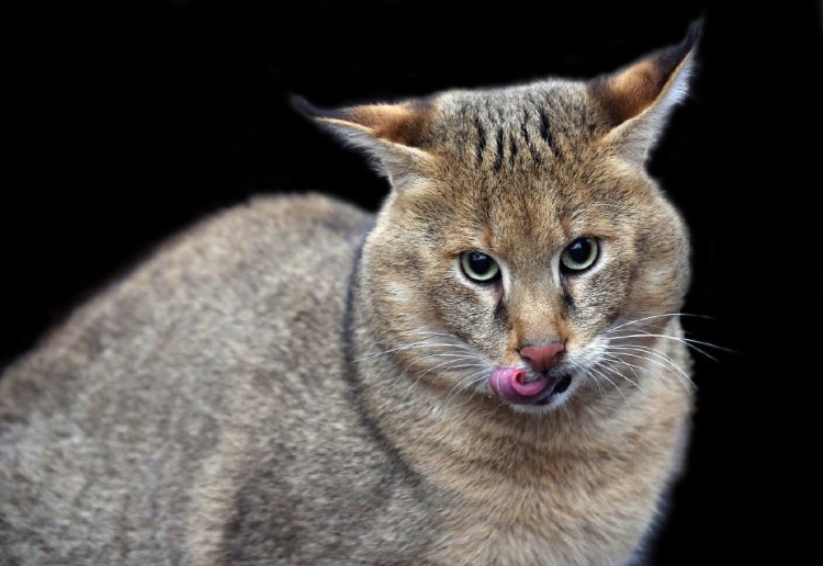 Камышовый Барс