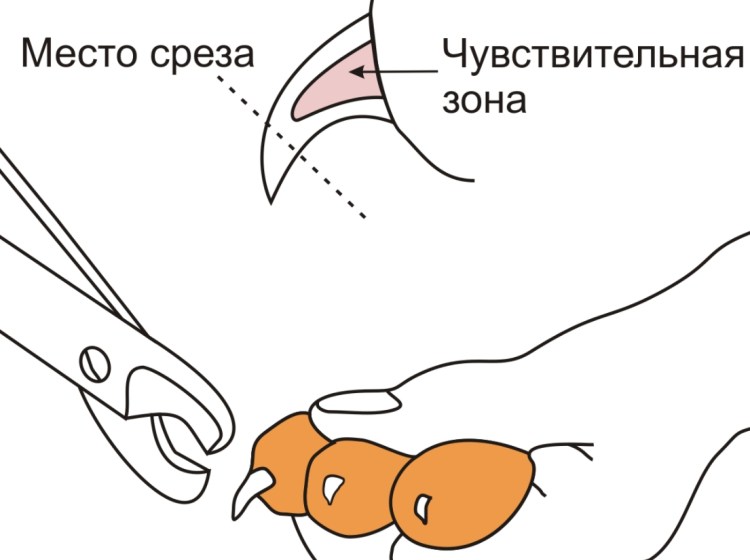 Как правильно обрезать когти коту