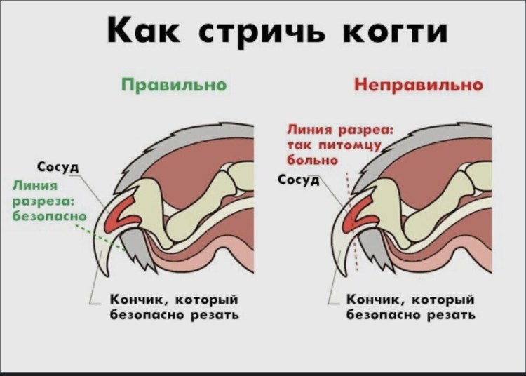 Как правильно стричь когти