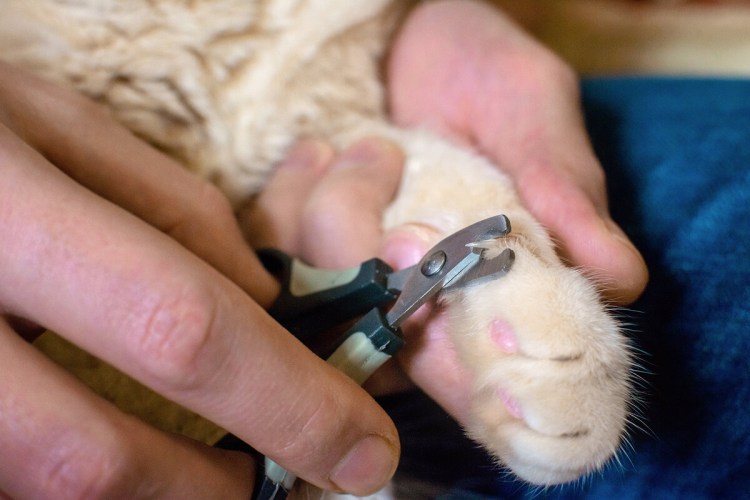 Стрижка когтей