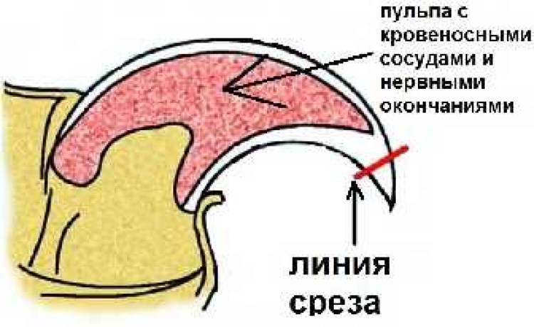 Строение ногтя собаки схема