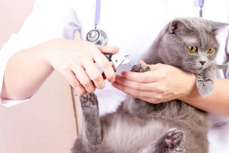 Стррижка огтей ужиотных