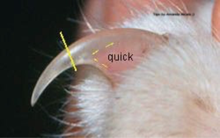 Обстричь когти кошке
