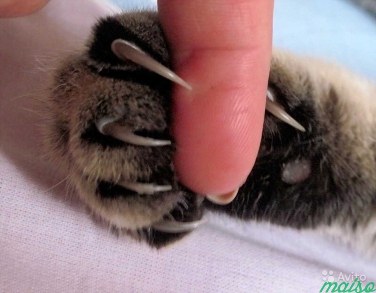 Кошачьи ногти