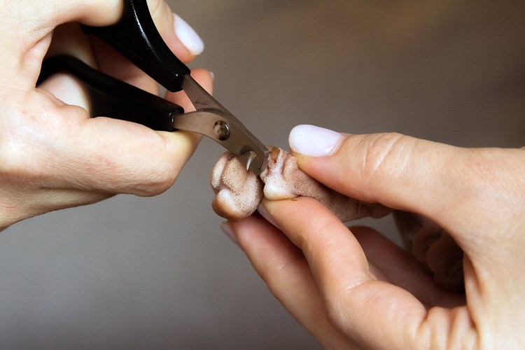 Подстричь когти кошке