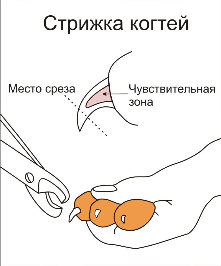 Как обрезать когти котенку в домашних условиях