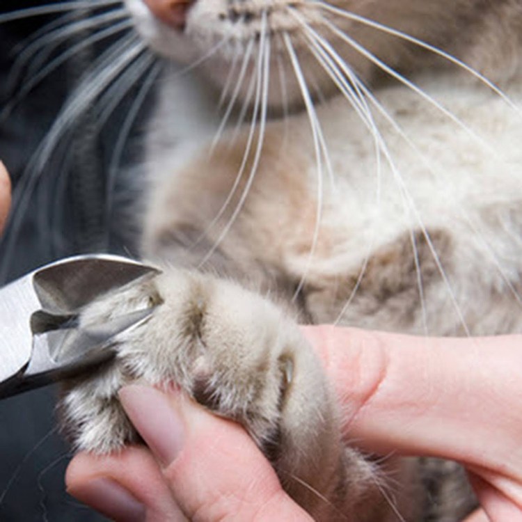 Стрижка когтей у кошек