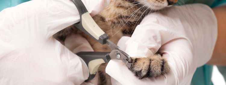 Стрижка когтей у кошек