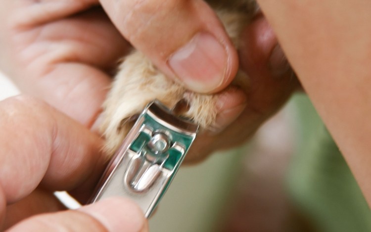 Как подстричь ногти котенку