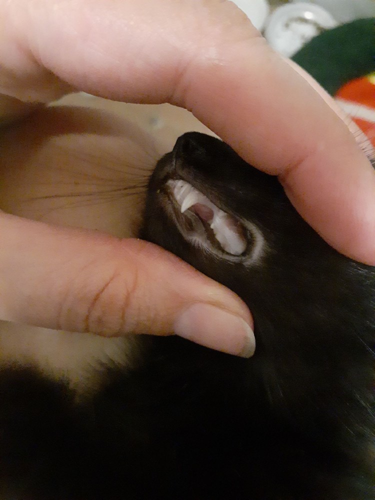 Как определить Возраст котёнка с улицы