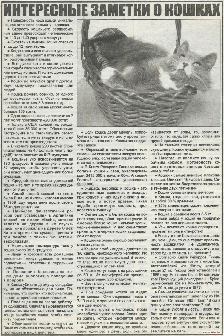 Интересные заметки о кошках