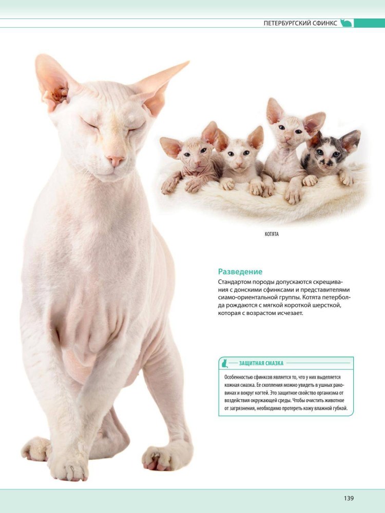 Канадский сфинкс стандарт породы