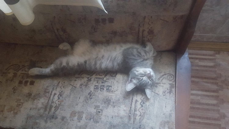 Переходный Возраст у котят