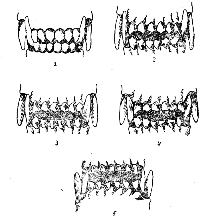 Возраст собаки по зубам
