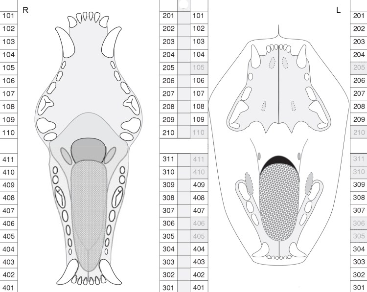 Зубная формула собаки схема