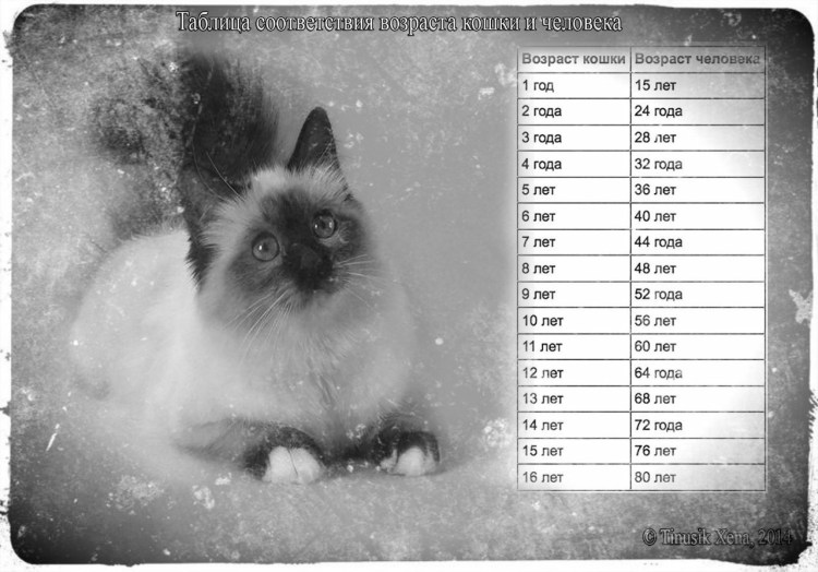 Кошачий Возраст