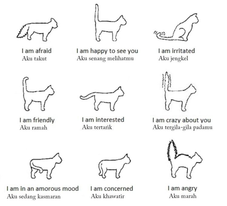 Хвост кошек жесты