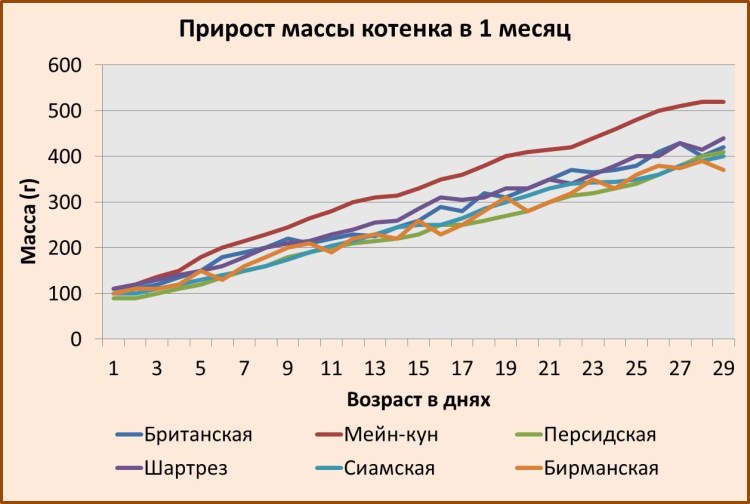Рост и вес котенка в 2 месяца