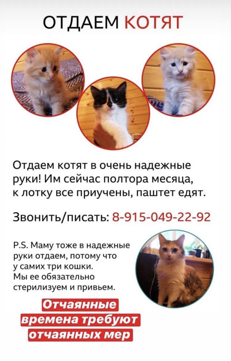 Когда можно забирать котенка от кошки