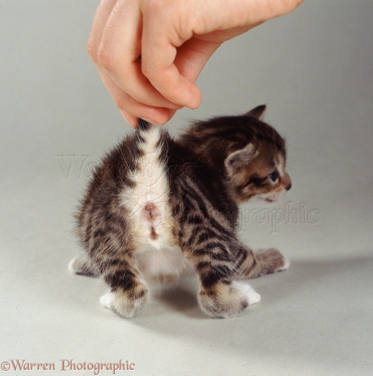 Маленькие котята мальчики