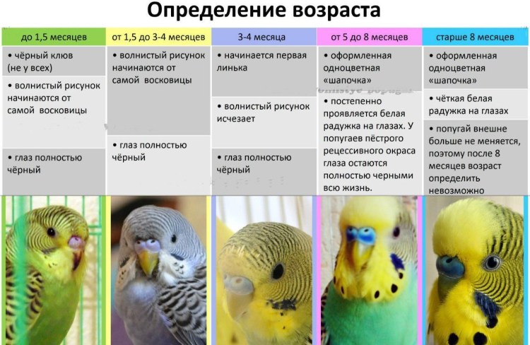 Восковица у волнистого попугая самца