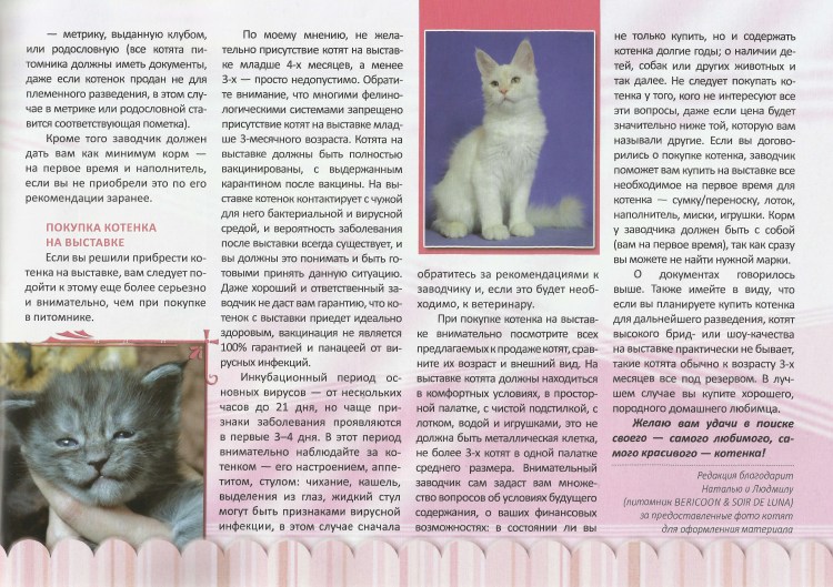 Брид класс у кошек