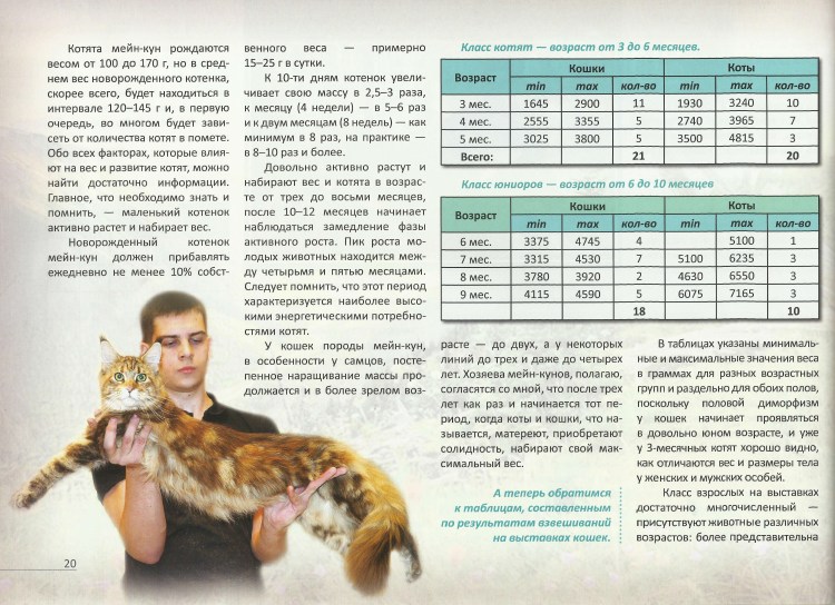 Таблица веса котят Мейн кунов по месяцам