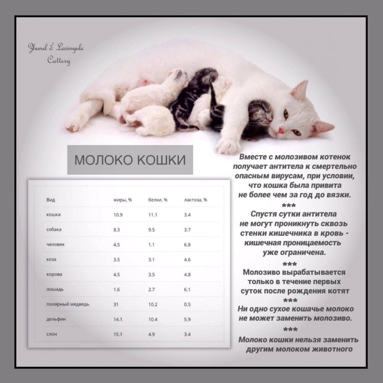 Сколько кормить котенка